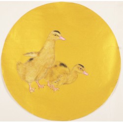 Ducks - CNAG001553