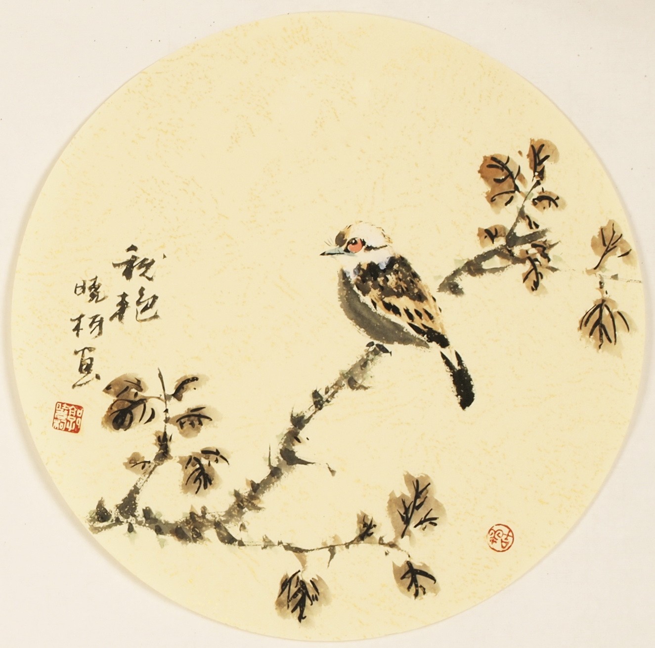 Other Birds - CNAG001564