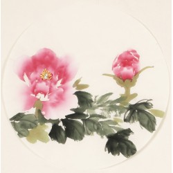 Peony - CNAG001574