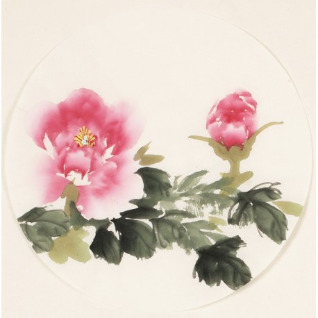 Peony - CNAG001574
