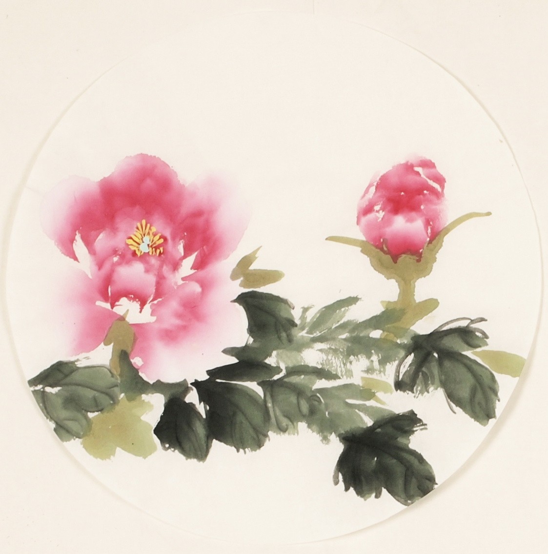 Peony - CNAG001574