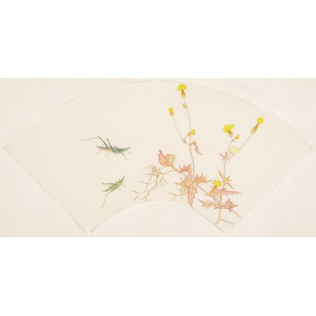 Grasshopper - CNAG001584
