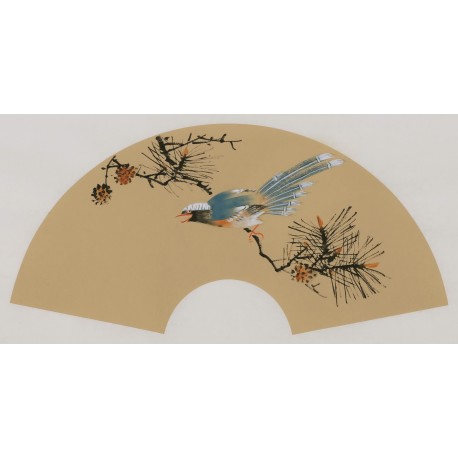 Paradise Flycatcher - CNAG001684