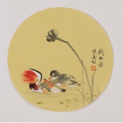 Mandarin Duck - CNAG001792