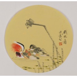 Mandarin Duck - CNAG001795