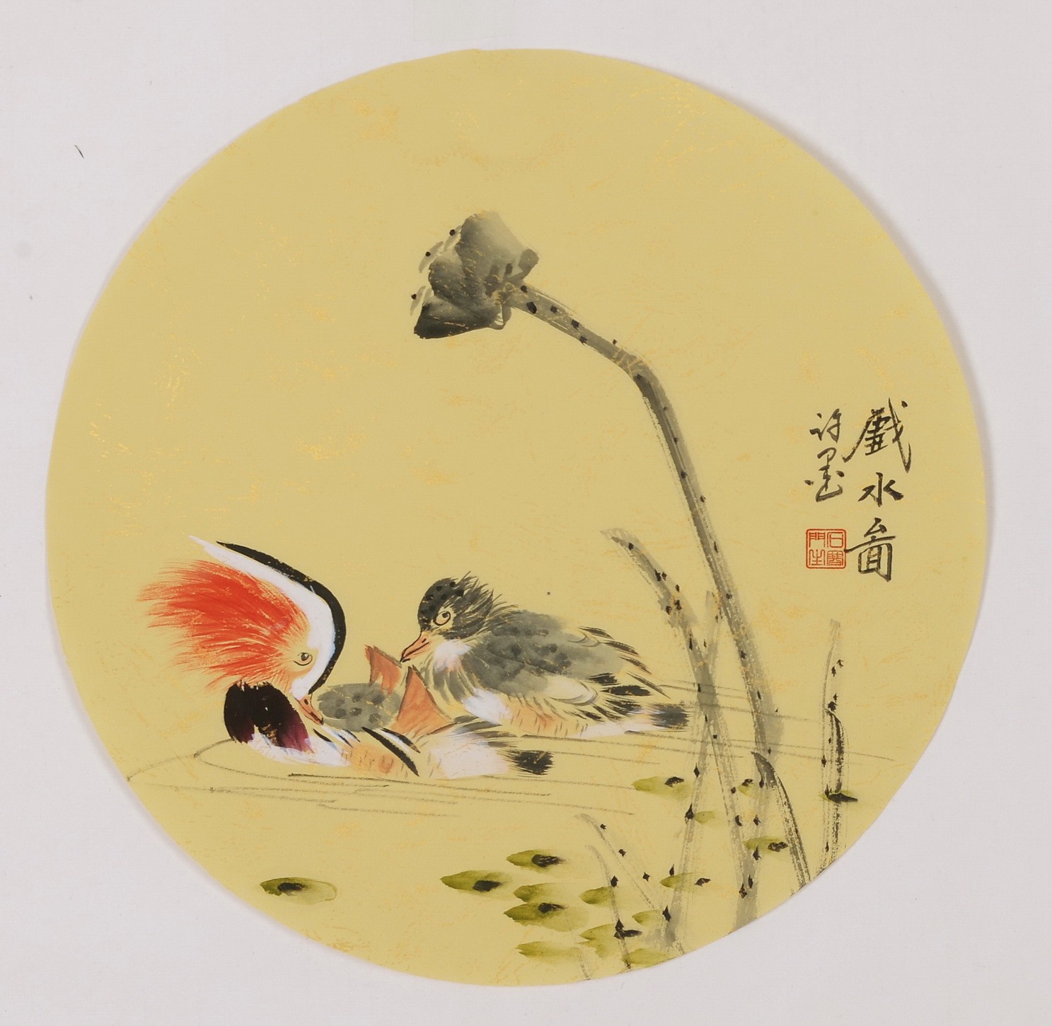 Mandarin Duck - CNAG001801