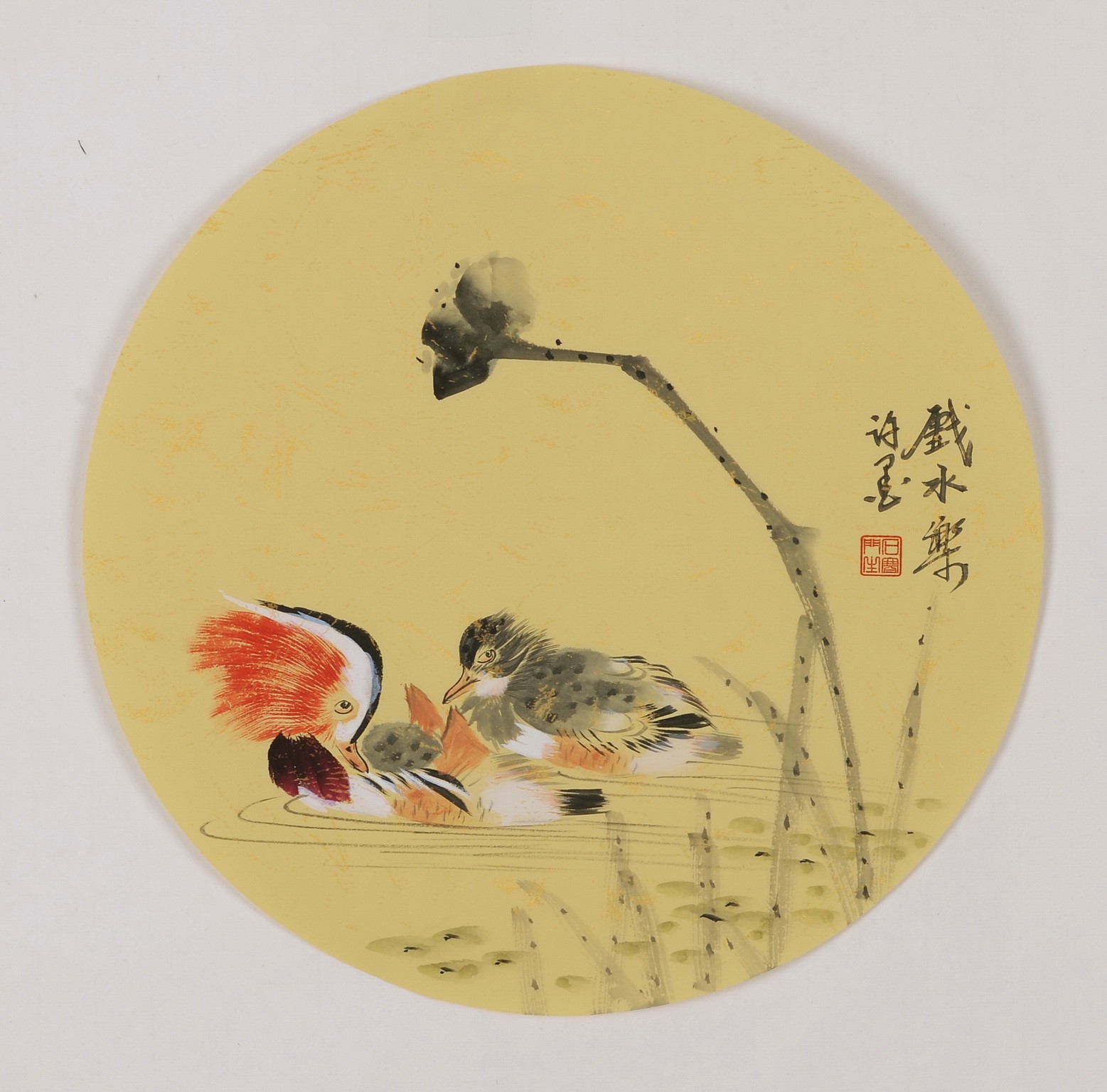 Mandarin Duck - CNAG001807