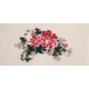 Peony - CNAG001848