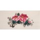 Peony - CNAG001849