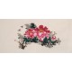 Peony - CNAG001852