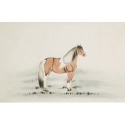 Horse - CNAG001948