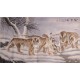 Tiger - CNAG002126