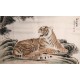 Tiger - CNAG002129