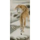 Tiger - CNAG000028
