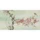 Plum - CNAG003098