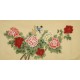 Peony - CNAG003149