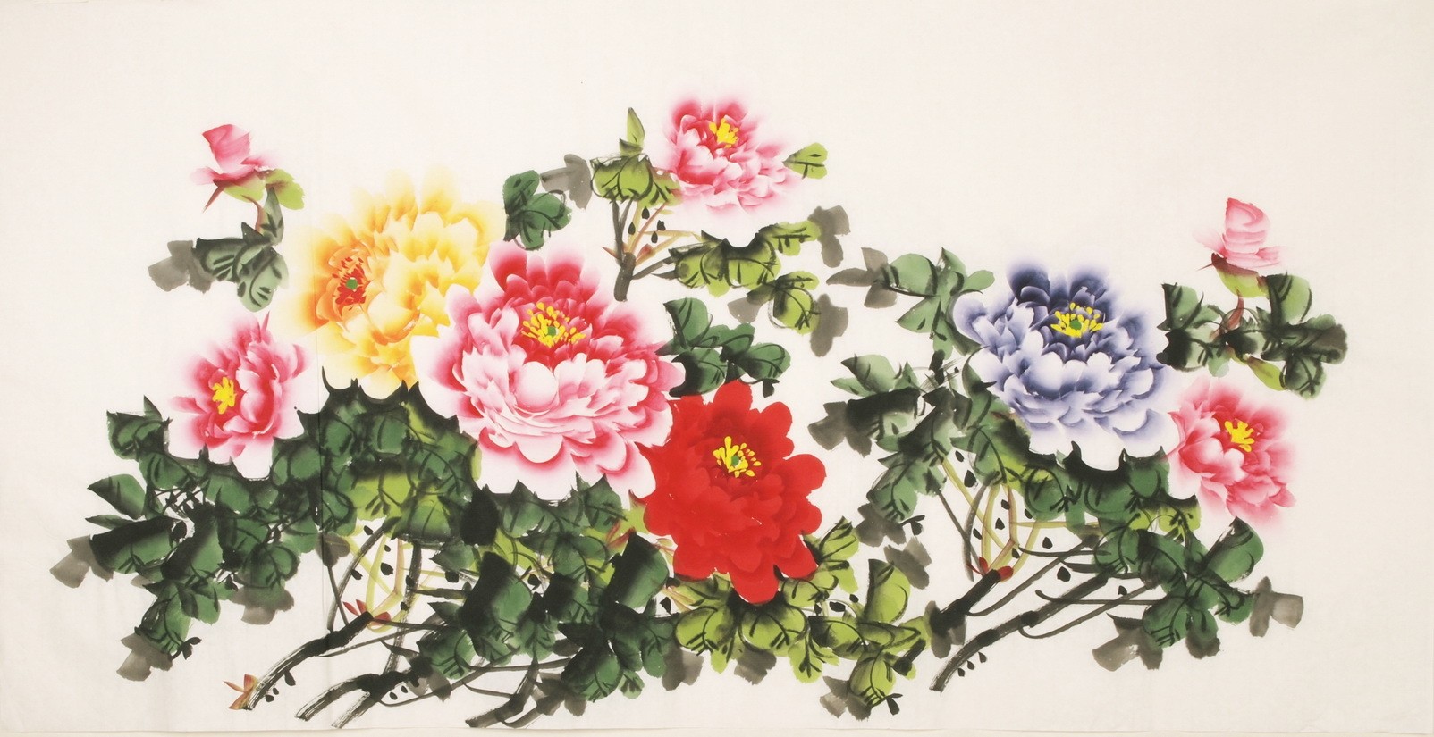 Peony - CNAG003167