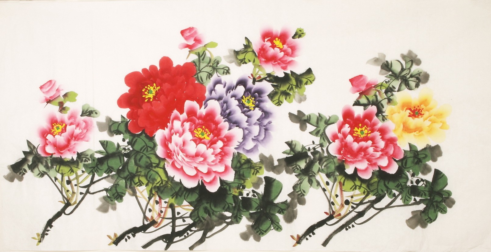 Peony - CNAG003190