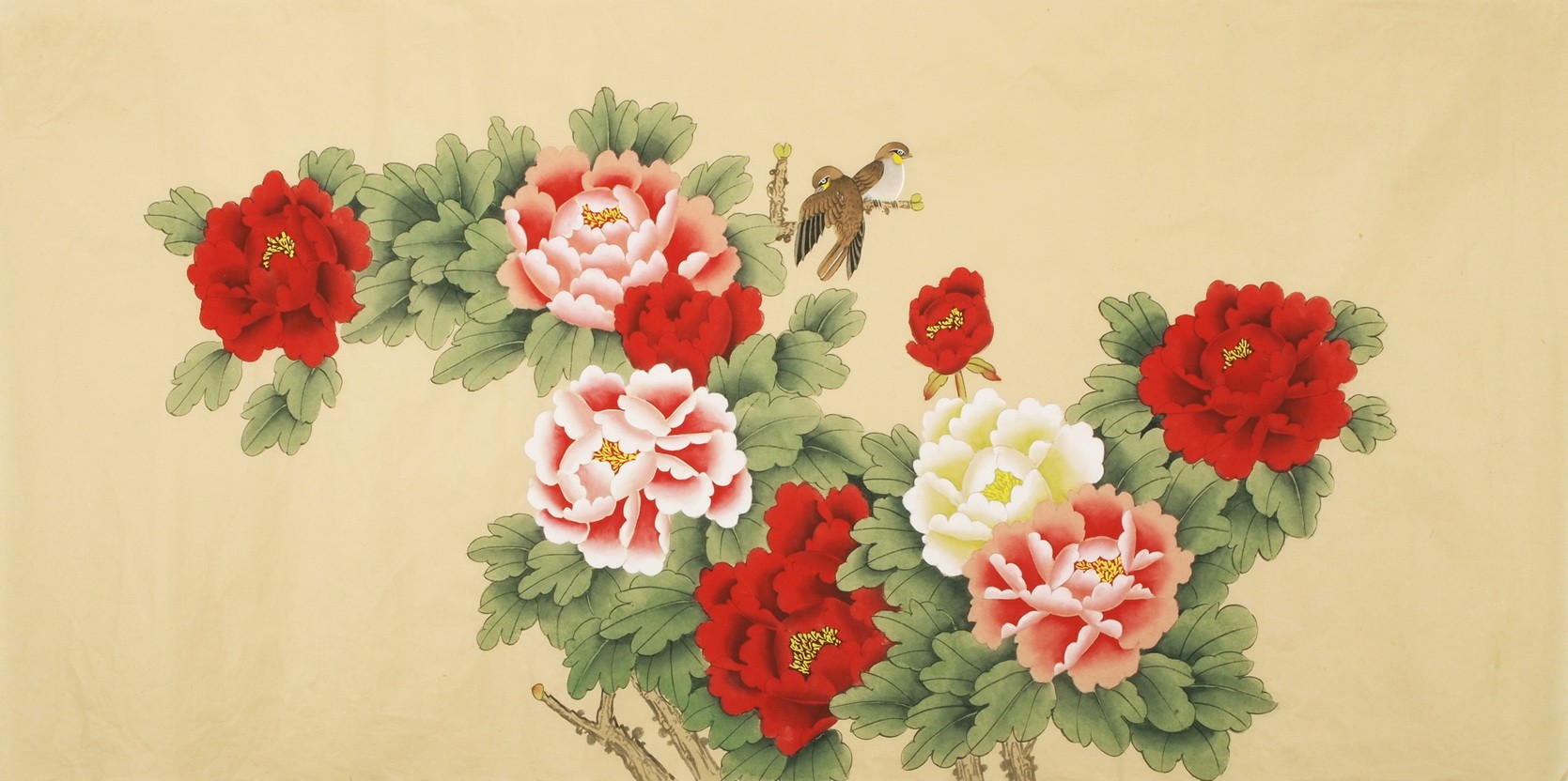 Peony - CNAG003195