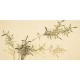 Green Bamboo - CNAG003219
