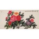 Peony - CNAG003297