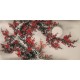 Plum - CNAG003353