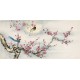 Plum - CNAG003366