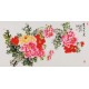 Peony - CNAG003397