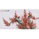Plum - CNAG003404