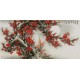 Plum - CNAG003406