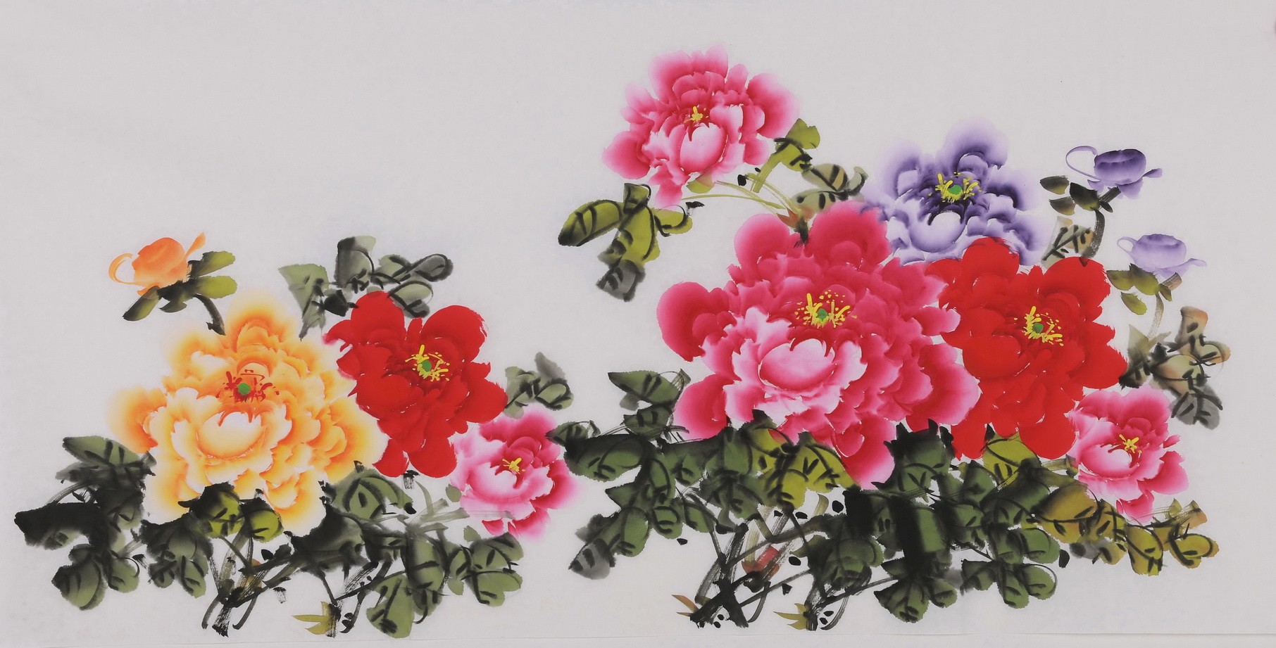Peony - CNAG003417
