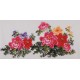 Peony - CNAG003428