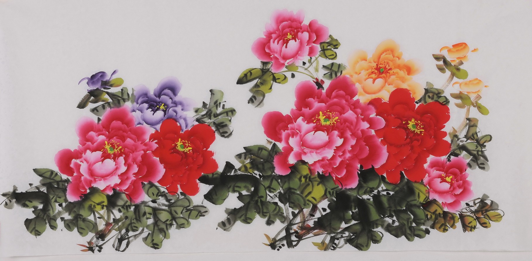 Peony - CNAG003428