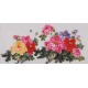 Peony - CNAG003430