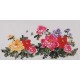 Peony - CNAG003431