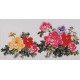 Peony - CNAG003435