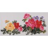 Peony - CNAG003439