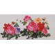 Peony - CNAG003441