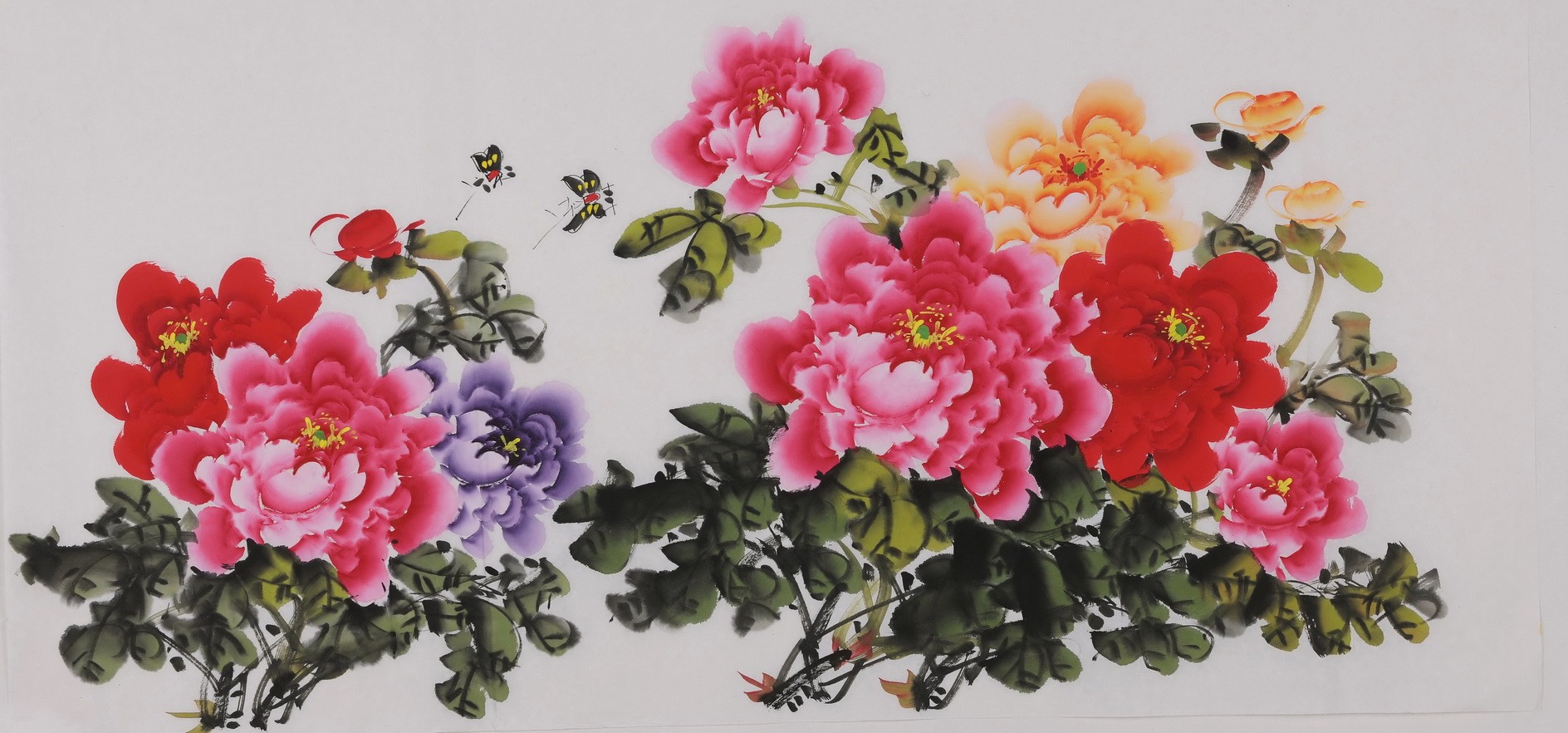 Peony - CNAG003441