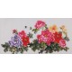 Peony - CNAG003442