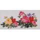 Peony - CNAG003456