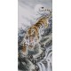 Tiger - CNAG000035