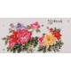Peony - CNAG003498