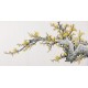 Plum - CNAG003541