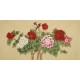 Peony - CNAG003542