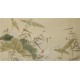 Lotus - CNAG003559