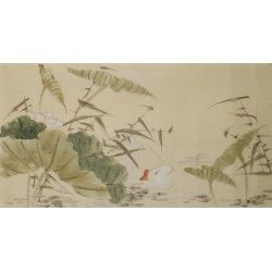 Lotus - CNAG003559