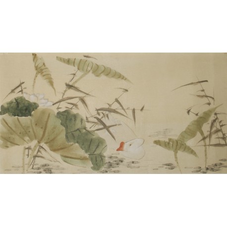 Lotus - CNAG003559
