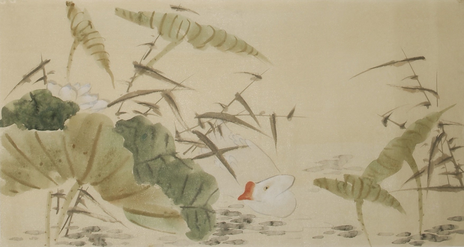 Lotus - CNAG003559