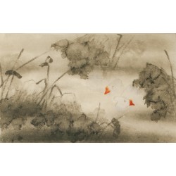 Lotus - CNAG003570